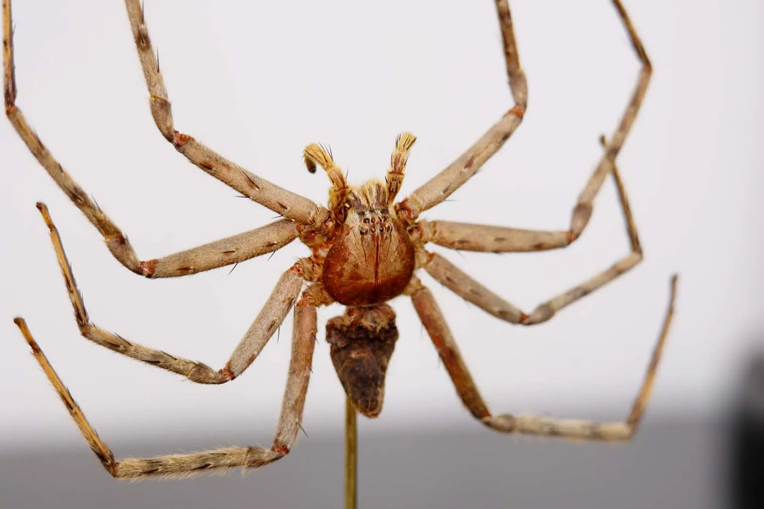Huntsman Spider Dome