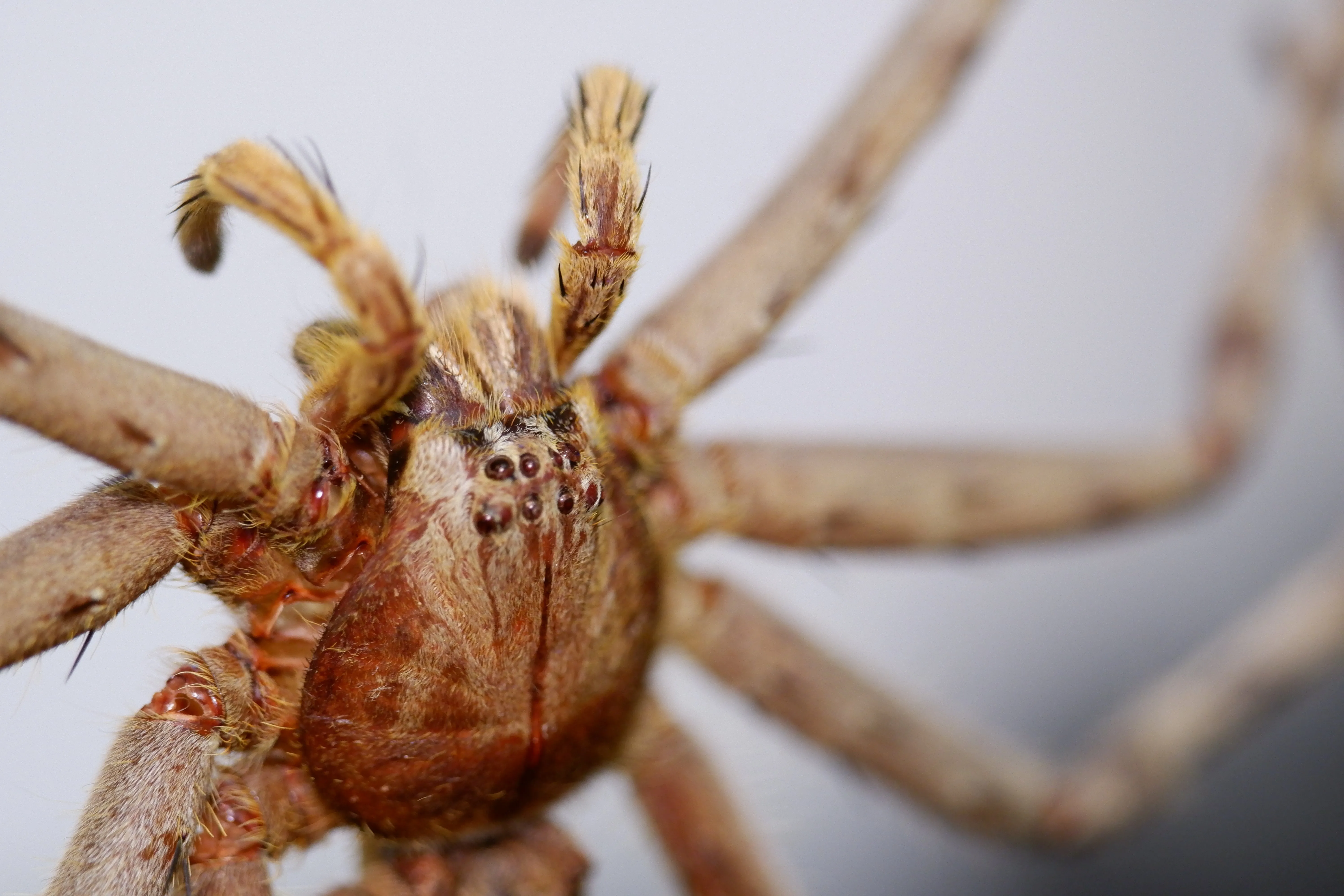Huntsman Spider Dome