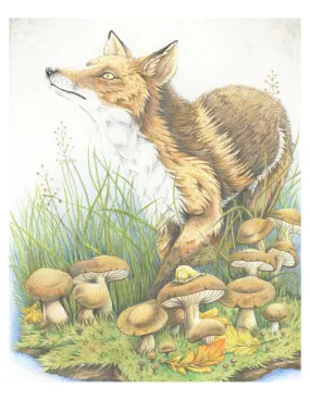 The Curious Fox