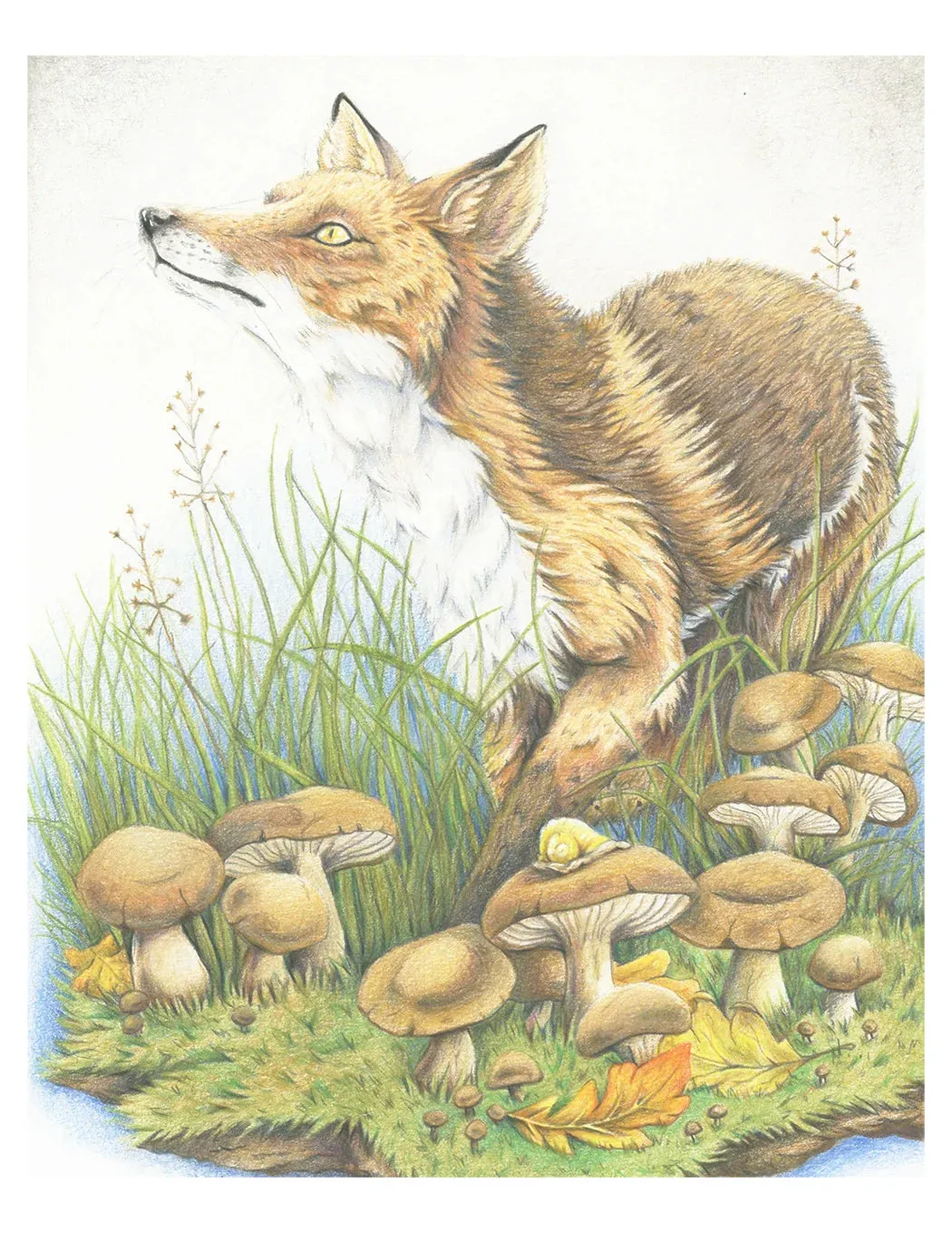 The Curious Fox